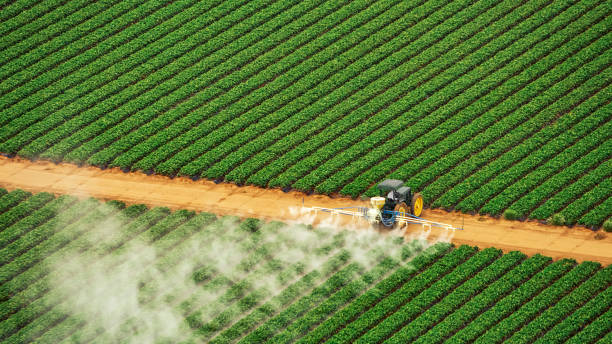Best Ant Control Services  in Coal Grove, OH