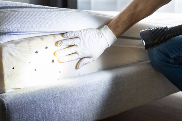 Best Termite Control Services  in Coal Grove, OH