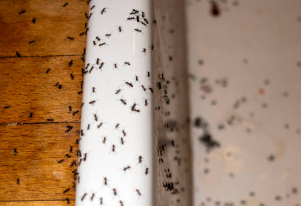 Best Pest Removal Services  in Coal Grove, OH